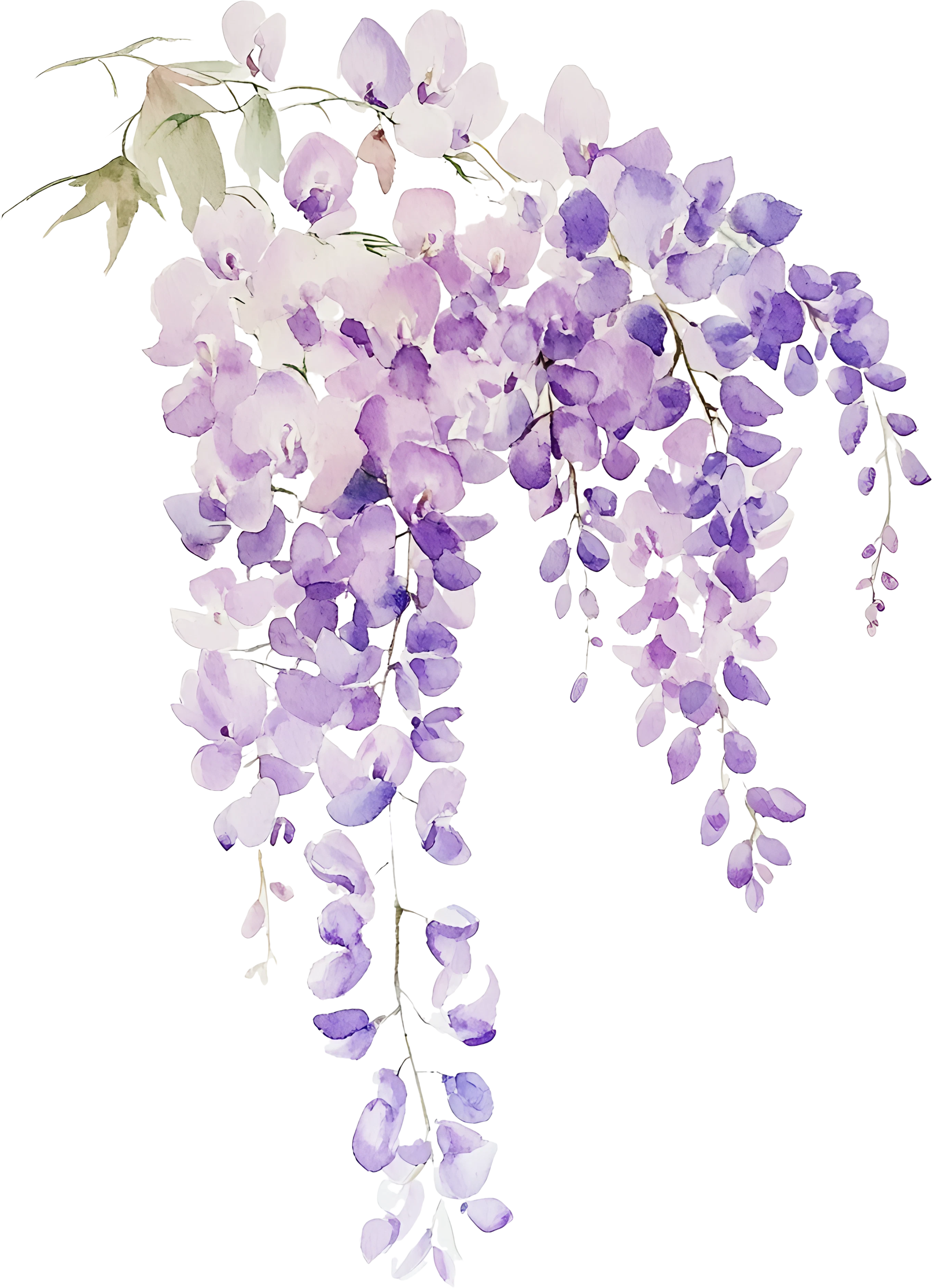 Flor Wisteria